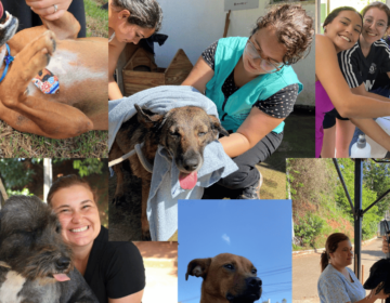 Secretaria do Bem-Estar Animal promove evento especial neste sábado no Canil Municipal