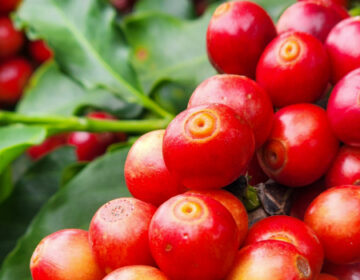 Exportações mineiras somam US$ 25,4 bilhões até julho e balança comercial mantém ritmo positivo