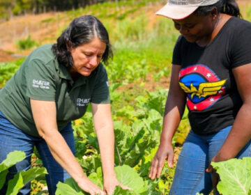 Governo de Minas define novas regras para simplificar licenciamento ambiental para produtores rurais