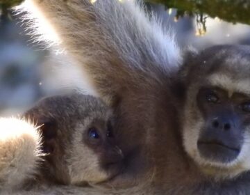 Projeto Montanhas dos Muriquis fortalece conservação de primatas ameaçados na Serra do Brigadeiro na Zona da Mata