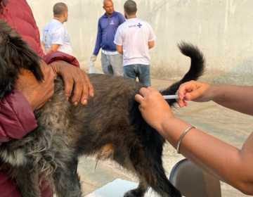 Minas Gerais dá início à campanha de vacinação contra a raiva em cães e gatos