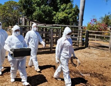 Governo de Minas reforça vigilância com exercício simulado de febre aftosa