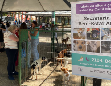 Doze animais são adotados no 25º evento de adoção da Secretaria do Bem-Estar Animal