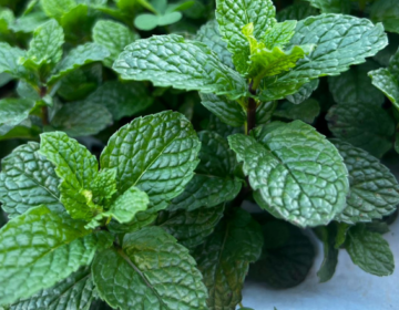 Inscrições abertas para formação gratuita em Agroecologia Biodinâmica em Juiz de Fora e região