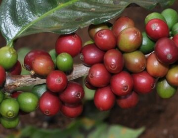 Exportações do agro mineiro mantêm crescimento e alcançam US$ 12,8 bilhões