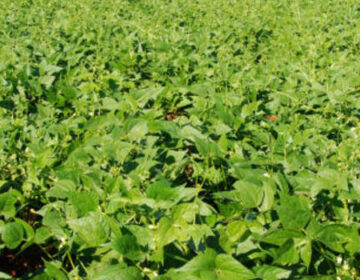 Feijão mineiro: medida sanitária protege lavouras e impulsiona a economia do setor em Minas