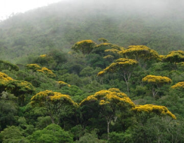 IEF abre credenciamento para comercialização de alimentos no Parque Estadual da Serra do Brigadeiro