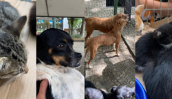 Secretaria do Bem-Estar Animal promove evento de adoção e microchipagem gratuita no Santa Cruz Shopping
