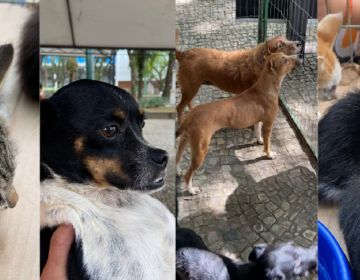 Secretaria do Bem-Estar Animal promove evento de adoção e microchipagem gratuita no Santa Cruz Shopping