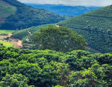 Valor Bruto da Produção agropecuária mineira deve alcançar valor recorde de R$ 168,1 bilhões em 2025