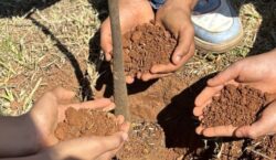 Minas Gerais tem avanço histórico na regularização ambiental e produção…