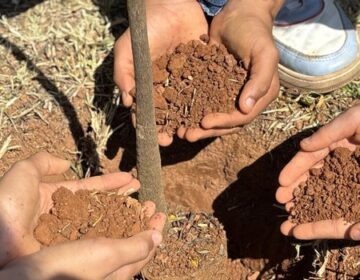 Minas Gerais tem avanço histórico na regularização ambiental e produção de mudas nativas em 2025