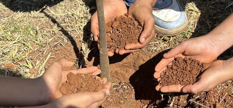 Minas Gerais tem avanço histórico na regularização ambiental e produção de mudas nativas em 2025