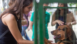 SEBEAL realiza último evento de adoção do ano no Parque&hellip;