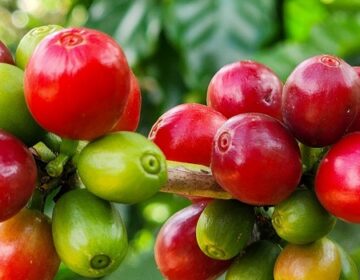 Exportações do agro mineiro alcançam recorde de US$ 18,1 bilhões