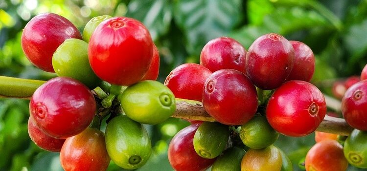 Exportações do agro mineiro alcançam recorde de US$ 18,1 bilhões