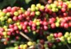 Governo de Minas anuncia criação de centro de excelência em cafeicultura