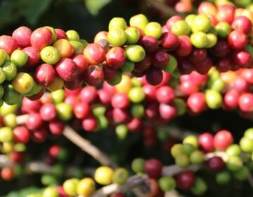 Governo de Minas anuncia criação de centro de excelência em cafeicultura
