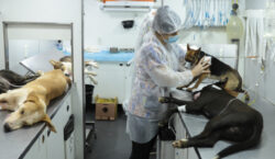 Políticas públicas ampliam proteção à fauna doméstica em Minas Gerais