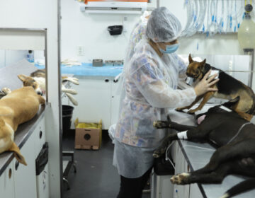 Políticas públicas ampliam proteção à fauna doméstica em Minas Gerais