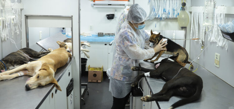 Políticas públicas ampliam proteção à fauna doméstica em Minas Gerais