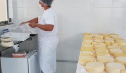 Dia Mundial do Queijo: em Minas, agroindústrias familiares produziram 43&hellip;