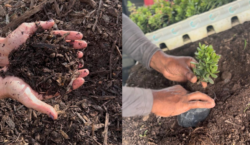 Prefeitura de Juiz de Fora entrega quatro toneladas de adubo&hellip;