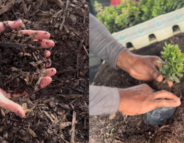 Prefeitura de Juiz de Fora entrega quatro toneladas de adubo orgânico e abre inscrições para fevereiro