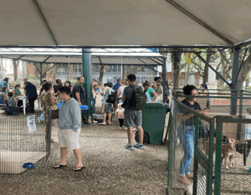 Sebeal realiza evento de adoção no Parque Halfeld neste sábado, 7
