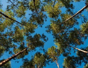 Governo de Minas lança edital pioneiro para modernização da gestão da qualidade do ar no estado