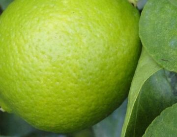 Minas Gerais avança na exportação de produtos com maior valor agregado