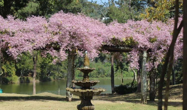 Parque da Lajinha reabre nesta terça-feira, 10, com restrições em algumas áreas