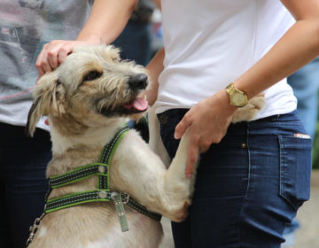 Mesmo sem transmitir o coronavírus, cães e gatos têm sido abandonados