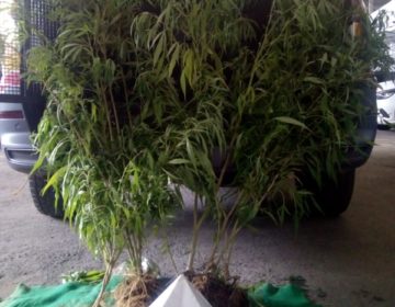 Polícia Militar apreende plantio de maconha no Bairro Tiguera em Juiz de Fora